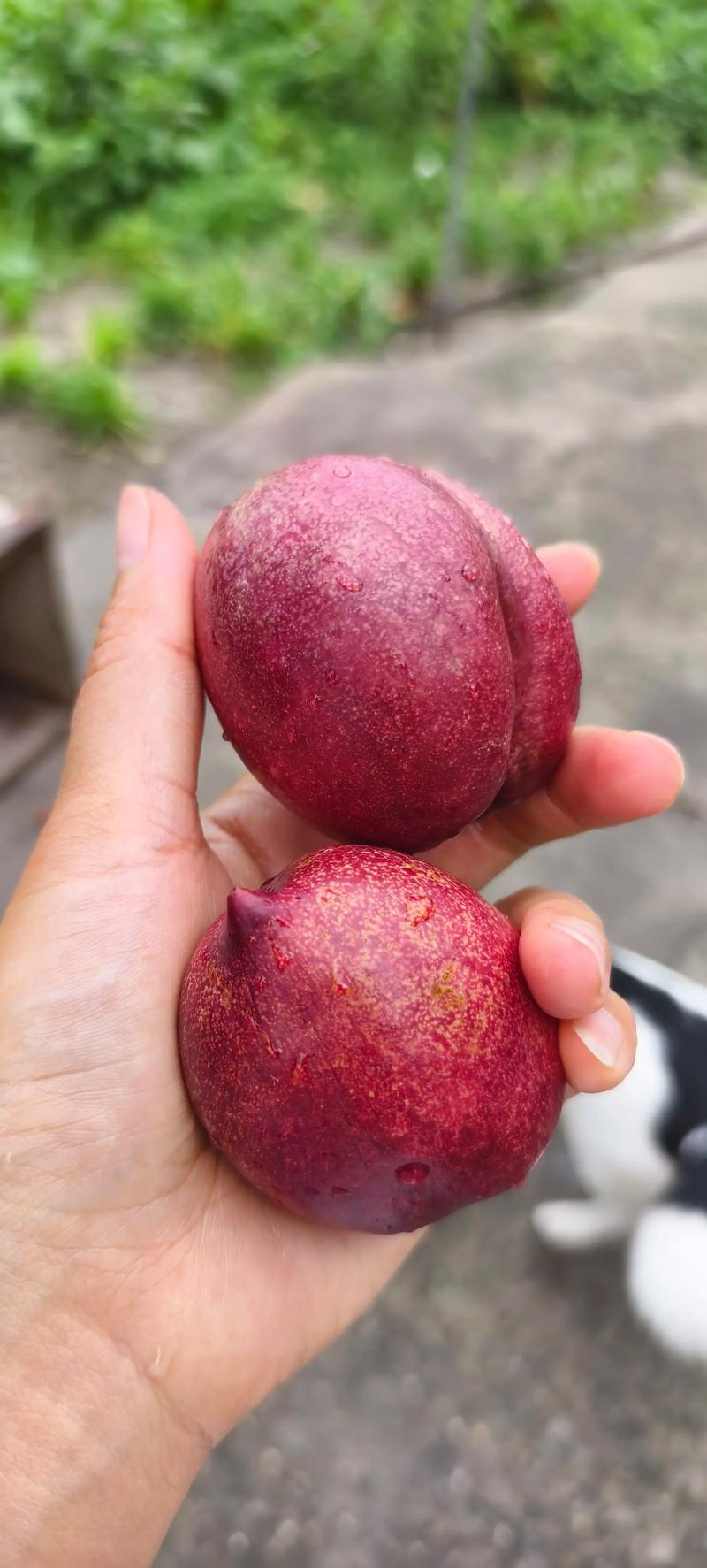 如皋食品公司的运营秘籍